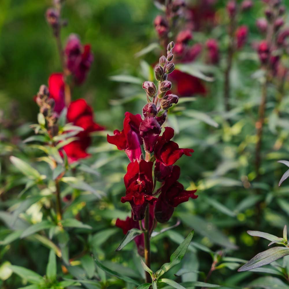 Löwenmäulchen Samen 'Black Prince' - 100 Biosamen