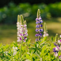 Lupinensamen 'Dwarf Lupin' - 50 Biosamen