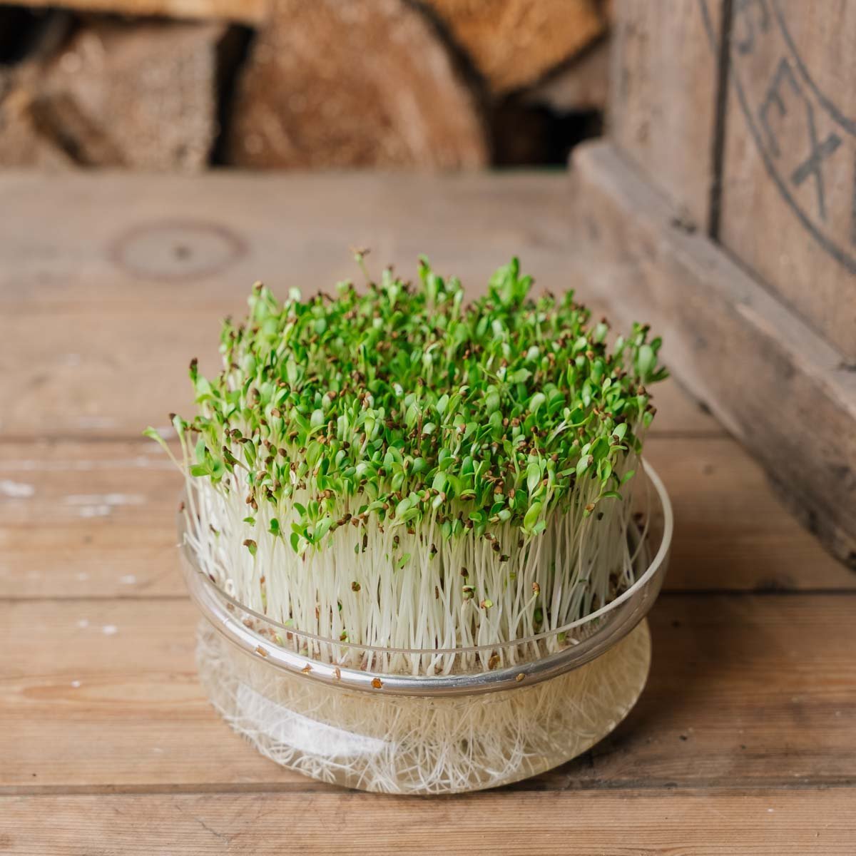 Luzerne Microgreen Samen - 10000 Biosamen