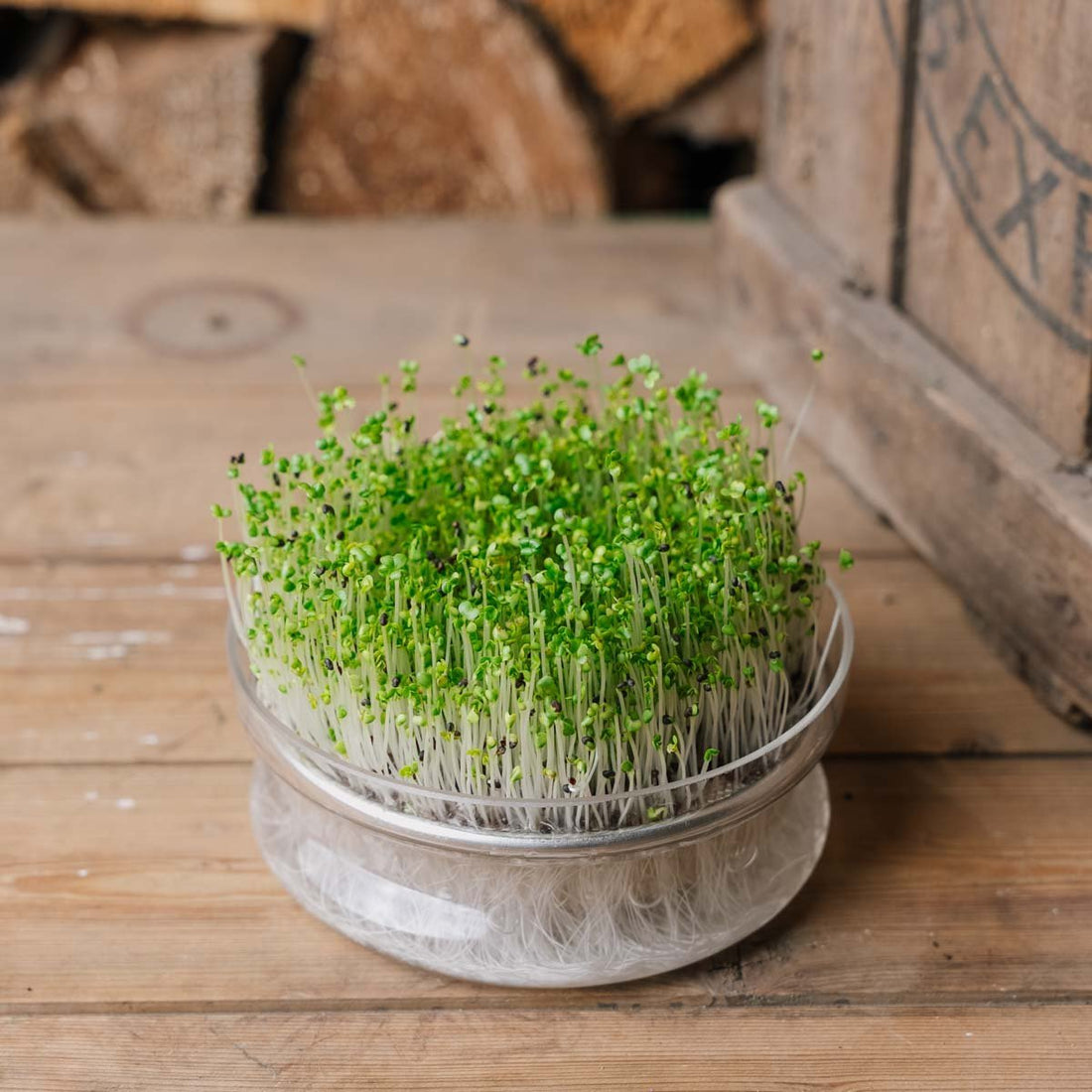 Mairüben Microgreen Samen - 7000 Biosamen