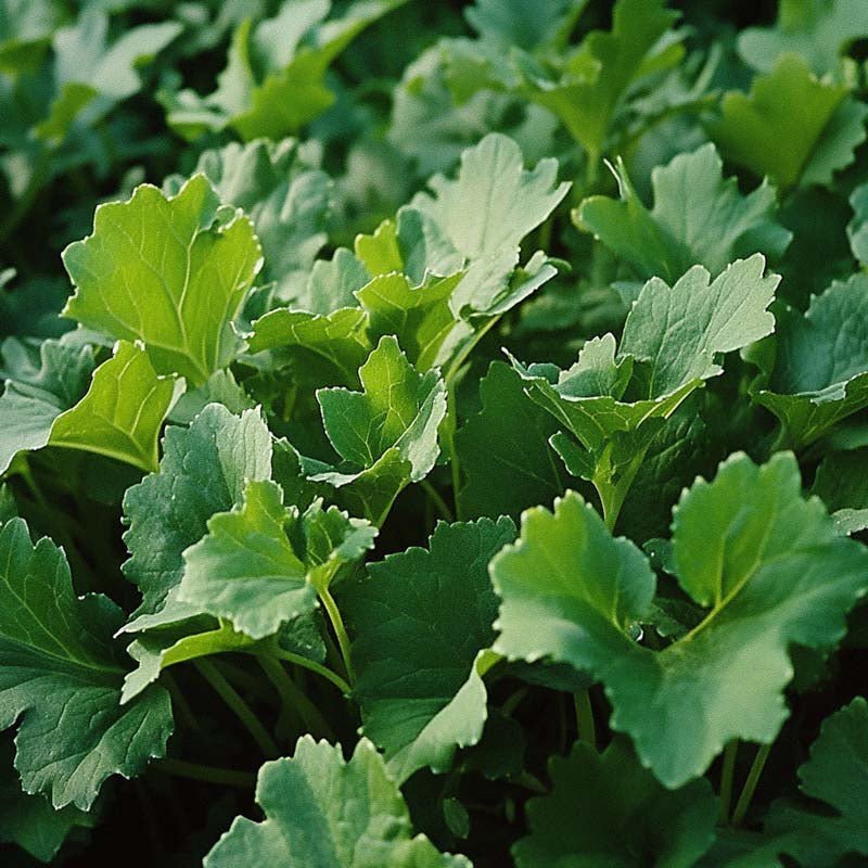 Mairüben Samen 'Namenia' - 1400 Biosamen