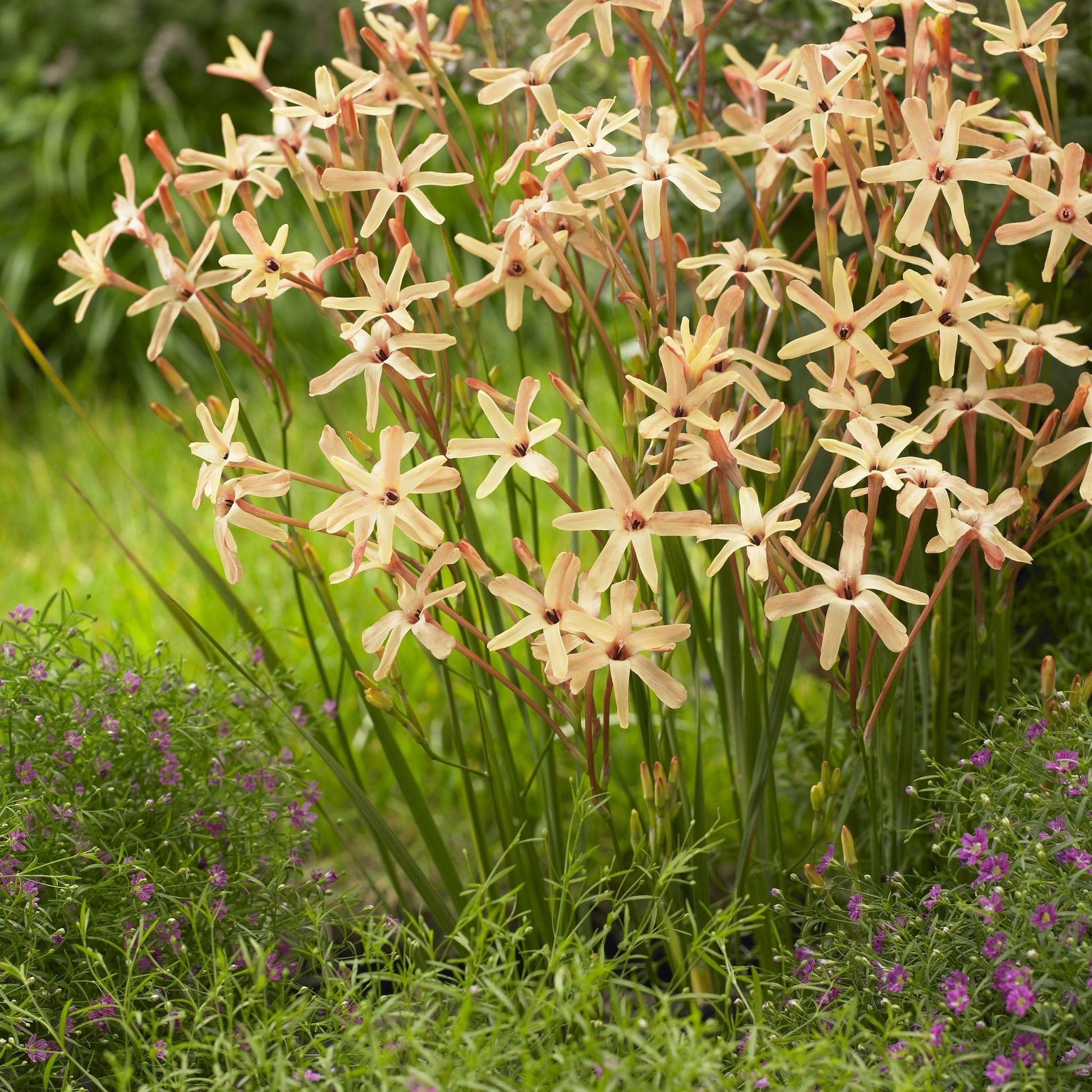 Maisblume, Ixia 'Eos'