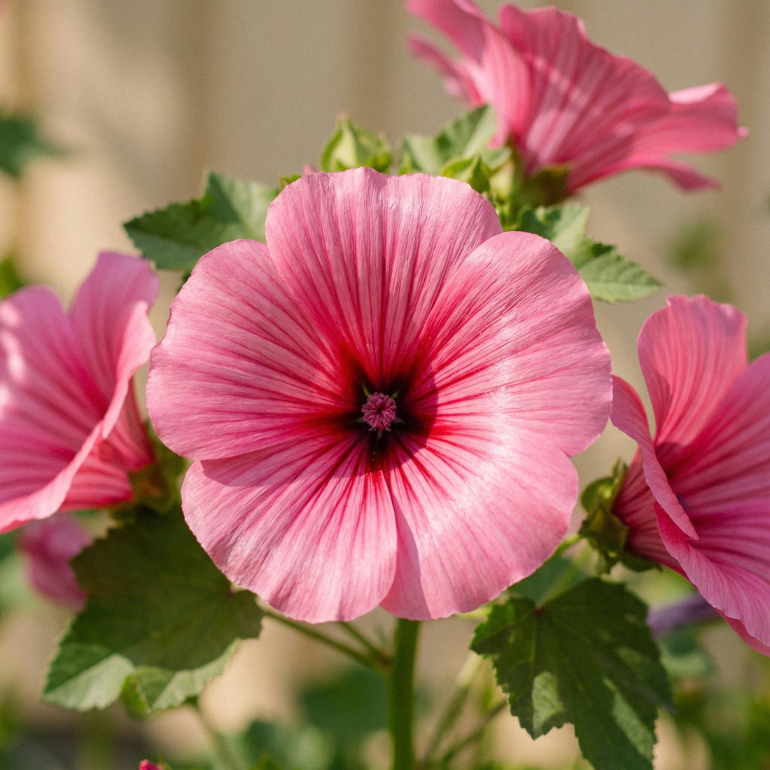 Malope Samen 'Mallow wort' - 80 Bio-Samen