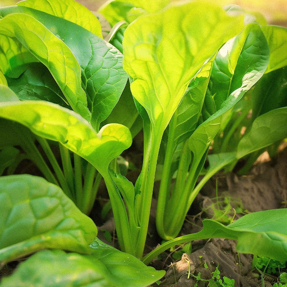 Mangold Samen 'Perpetual Spinach' - 50 Biosamen
