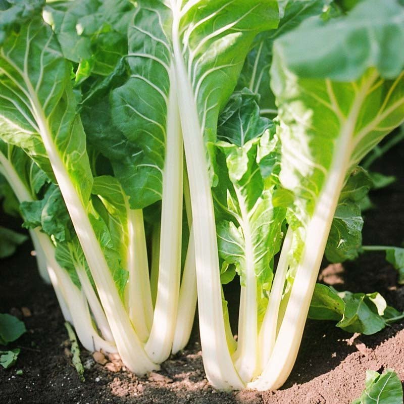 Mangold Samen 'White Silver 3' - 50 Biosamen