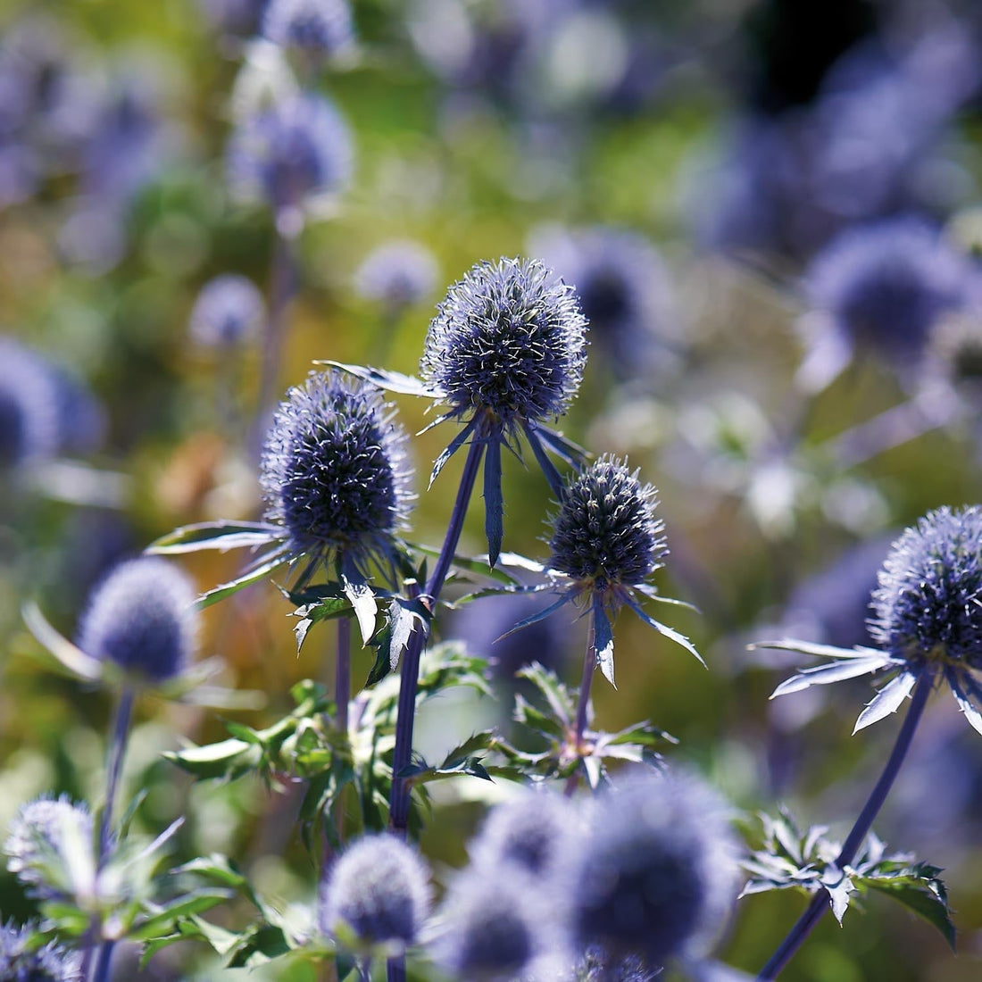 Mannstreu, Eryngium 'Planum'