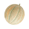 Gemüsesamen