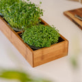 Microgreenbox mit Bambushalter - 6 Beutel Bio - Samen