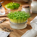 Microgreens Samen 'Adzukibohnen' - 100 Biosamen