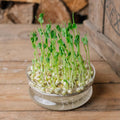 Microgreens Samen 'Erbsen' - 100 Biosamen