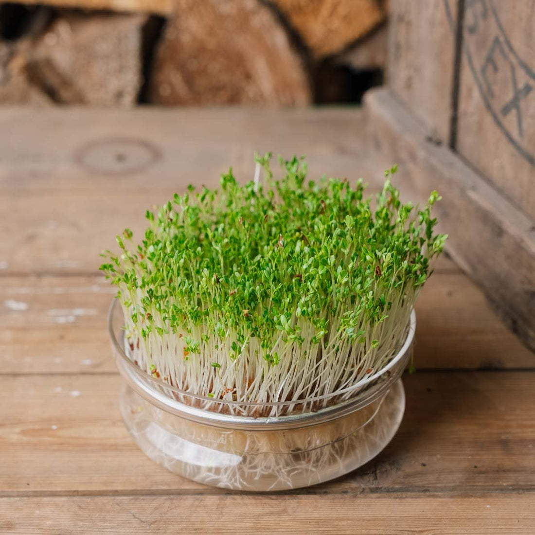 Microgreens Samen 'Gartenkresse' - 5500 Biosamen