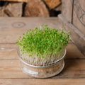 Microgreens Samen 'Gartenkresse' - 5500 Biosamen