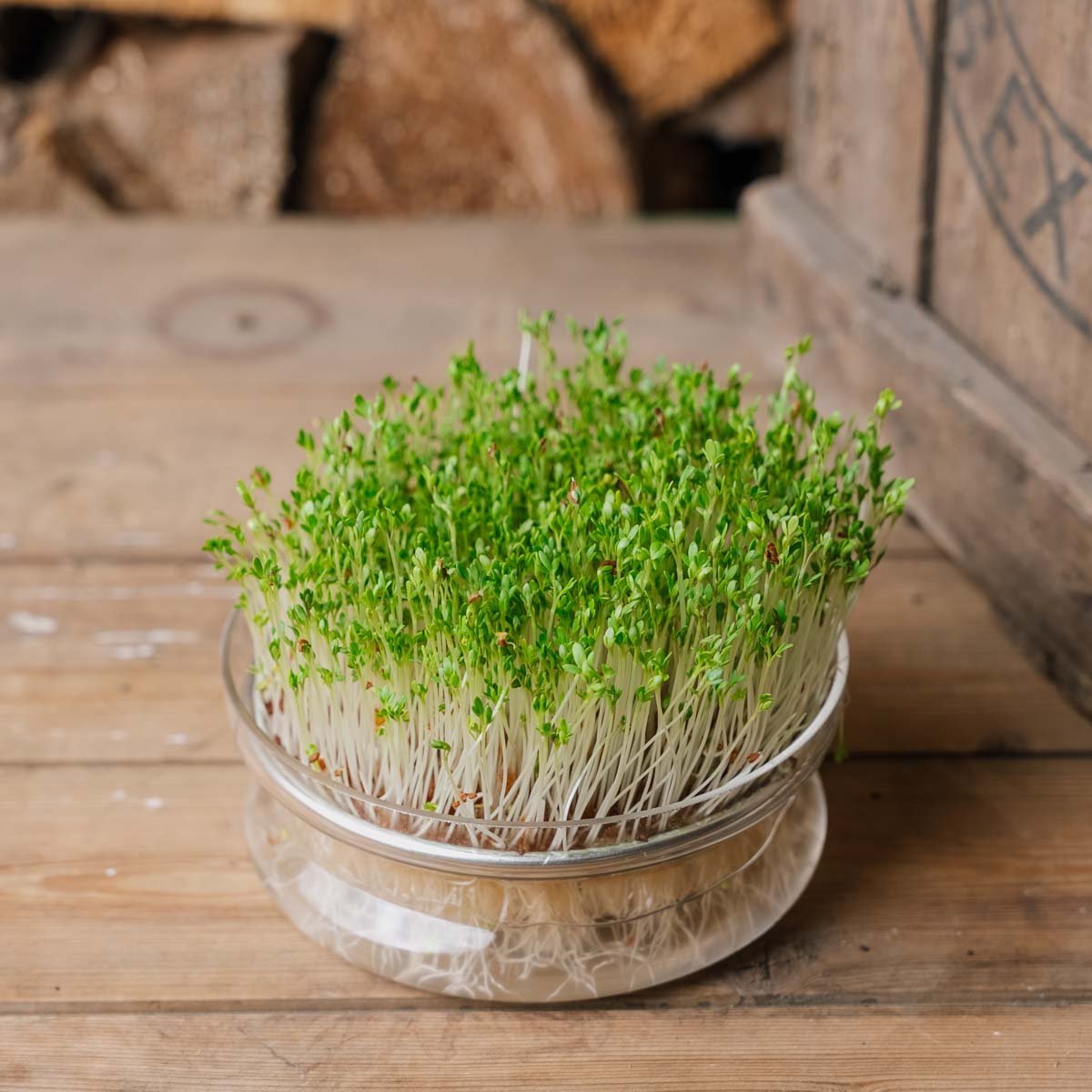 Microgreens Samen 'Gartenkresse' - 5500 Biosamen