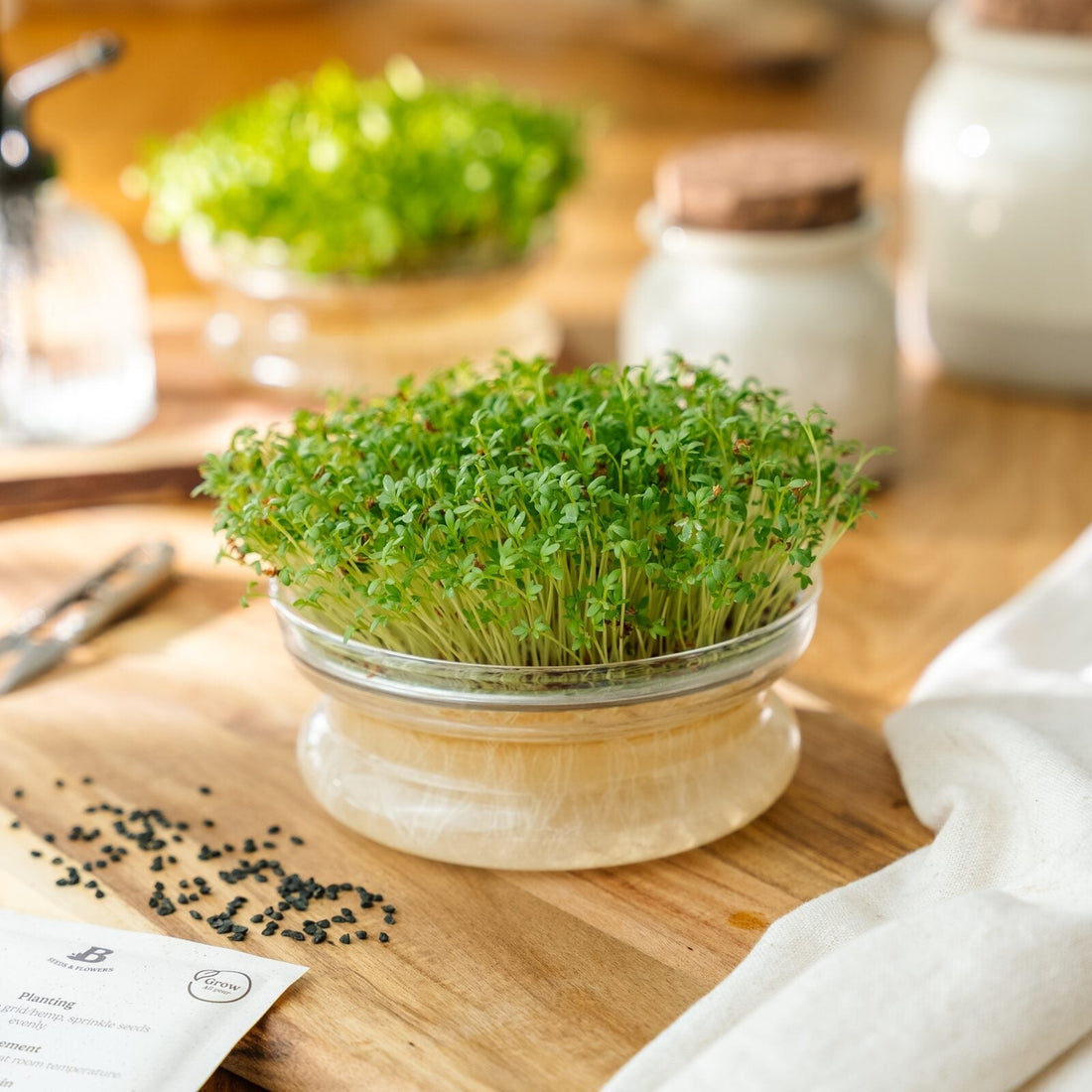Microgreens Samen 'Gartenkresse' - 5500 Biosamen