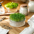 Microgreens Samen 'Grüner Pak Choi' - 6000 Biosamen