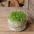 Microgreens Samen 'Luzerne' - 10000 Biosamen