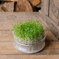 Microgreens Samen 'Mairüben' - 7000 Biosamen
