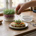 Microgreens Samen 'Raps' - 3900 Biosamen
