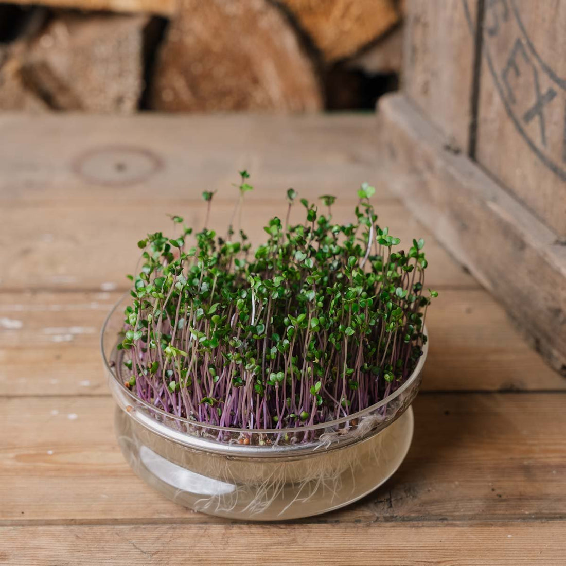 Microgreens Samen 'Rotkohl' - 4000 Biosamen