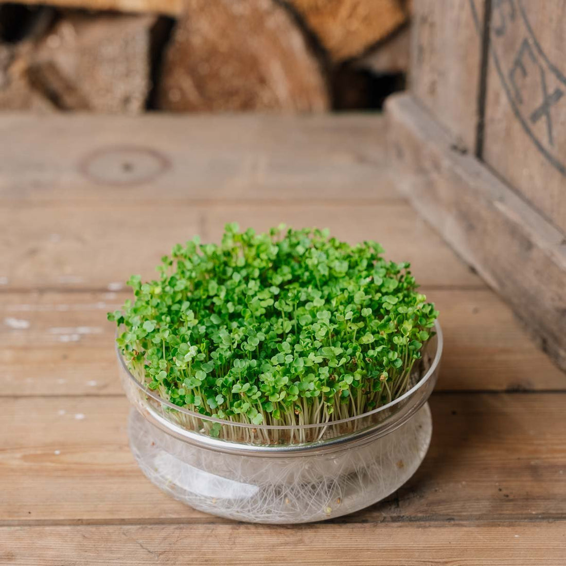 Microgreens Samen 'Rucola' - 10000 Biosamen