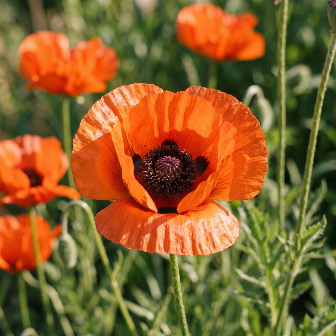 Mohn, Papaver 'Brilliant'