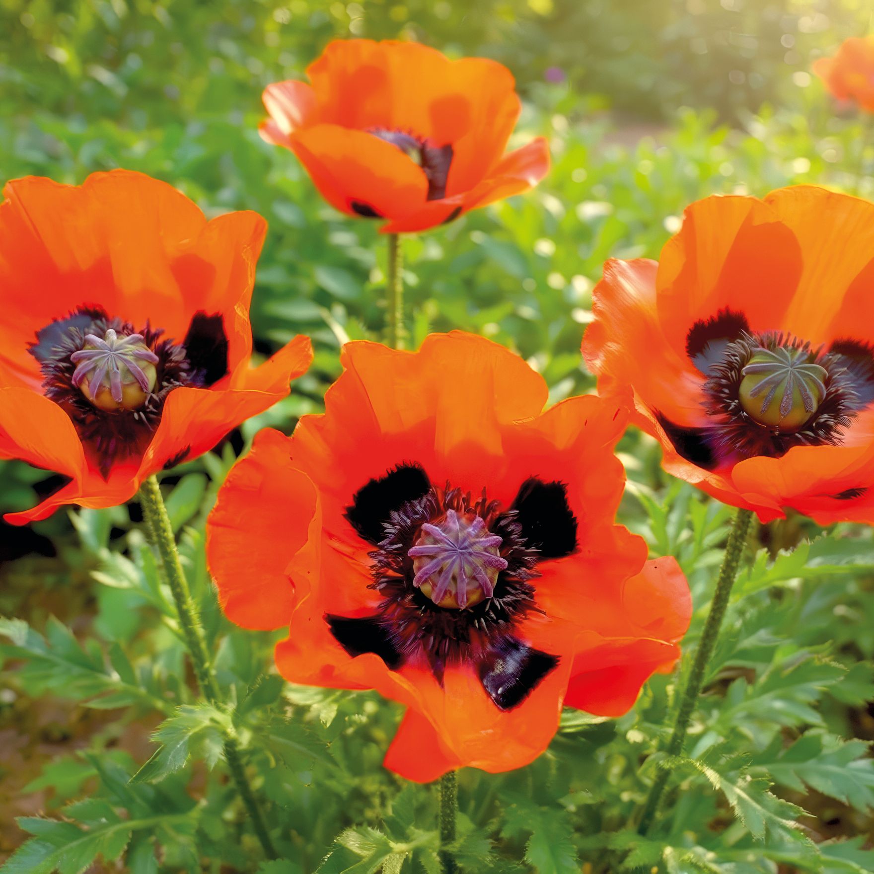 Mohn, Papaver 'Brilliant'