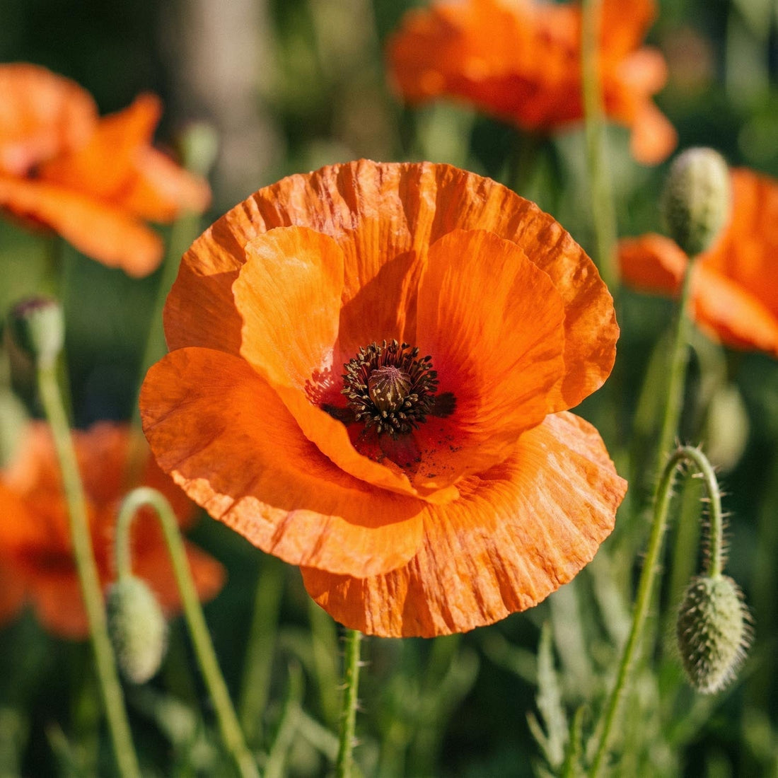 Mohn, Papaver 'Harvest Moon'