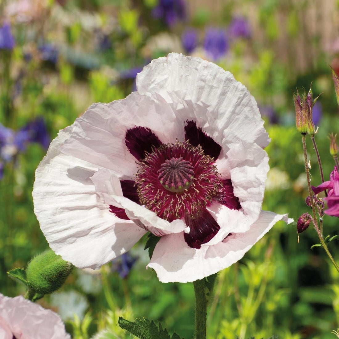 Mohn, Papaver 'Royal Wedding'