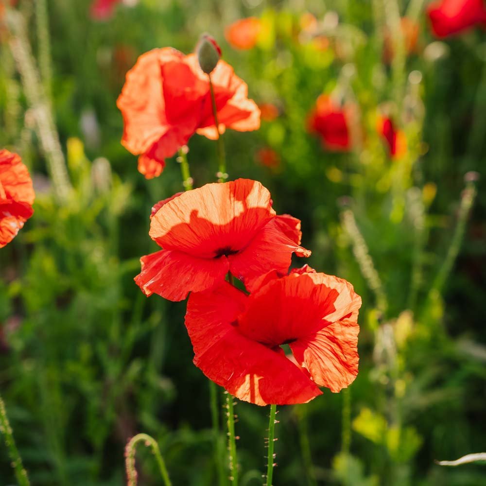 Mohnsamen Mischung 'Poppy Mix' - 700 Biosamen