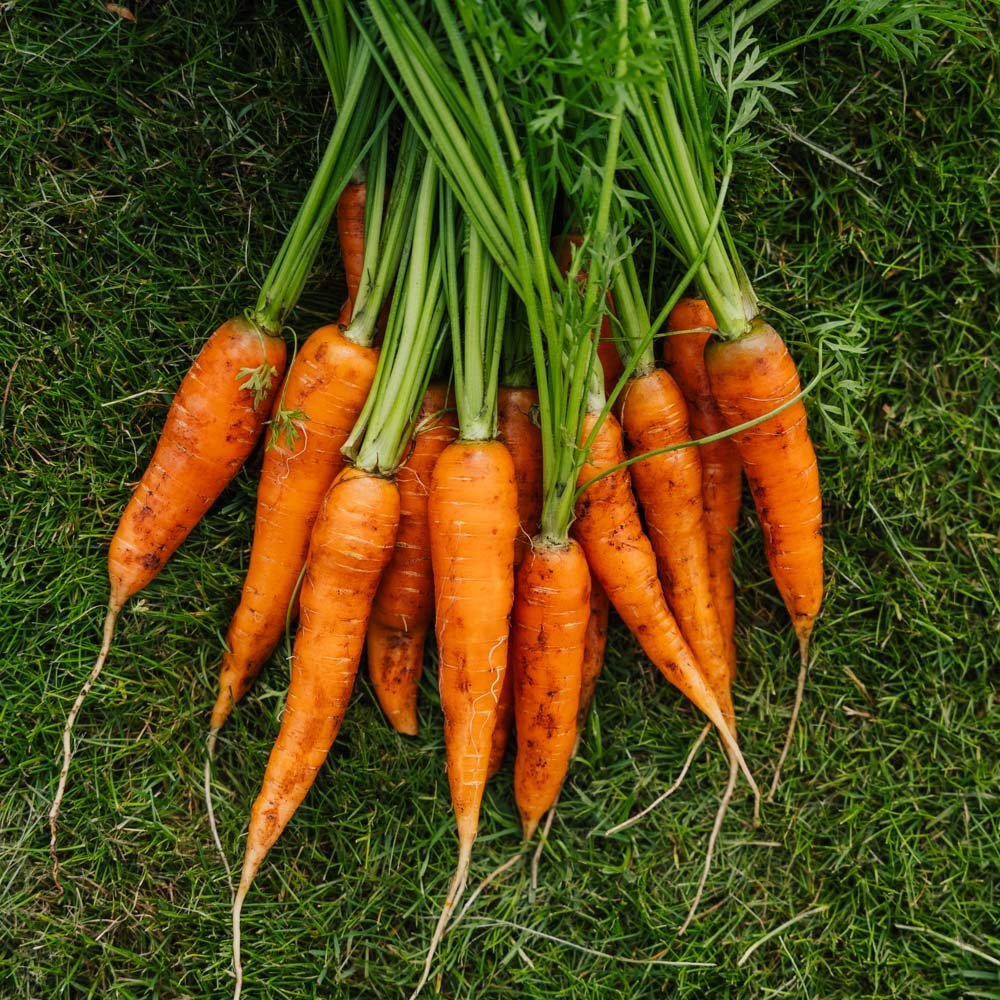 Möhrensamen 'Milan' - 500 Biosamen