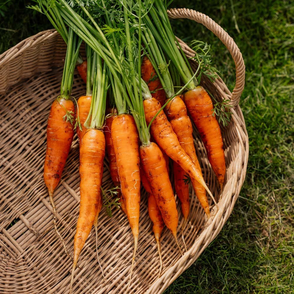 Möhrensamen 'Milan' - 500 Biosamen