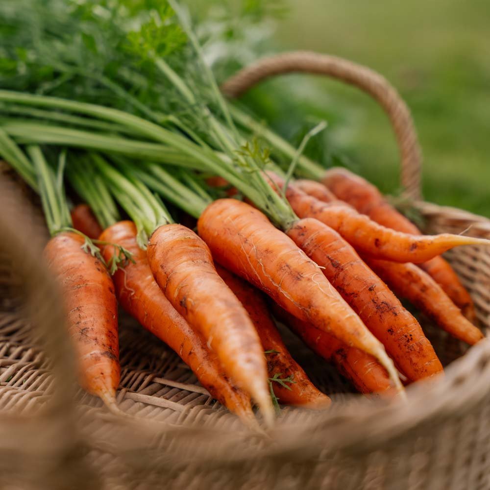 Möhrensamen 'Milan' - 500 Biosamen