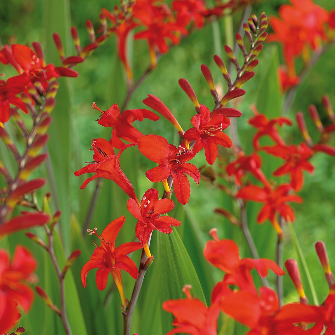 Montbretie, Crocosmia 'Lucifer'