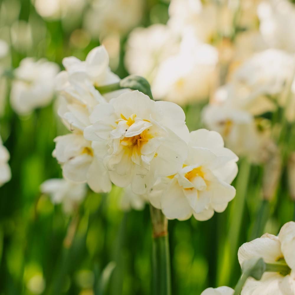 Narzisse 'Bridal Crown'
