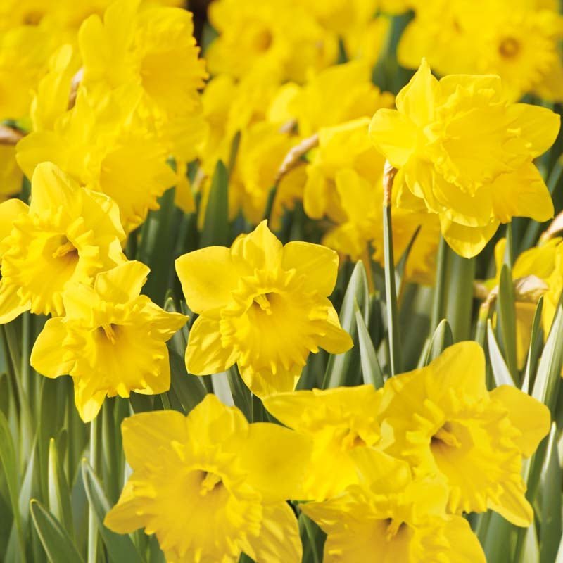 Narzisse 'Dutch Master'