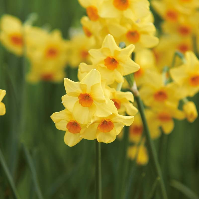 Narzisse 'Falconet'