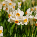 Narzisse 'Geranium'