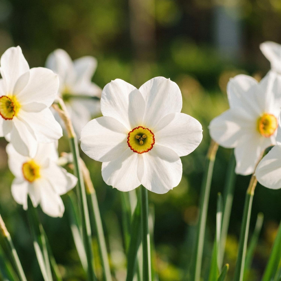 Narzisse, Narcissus 'Actea'
