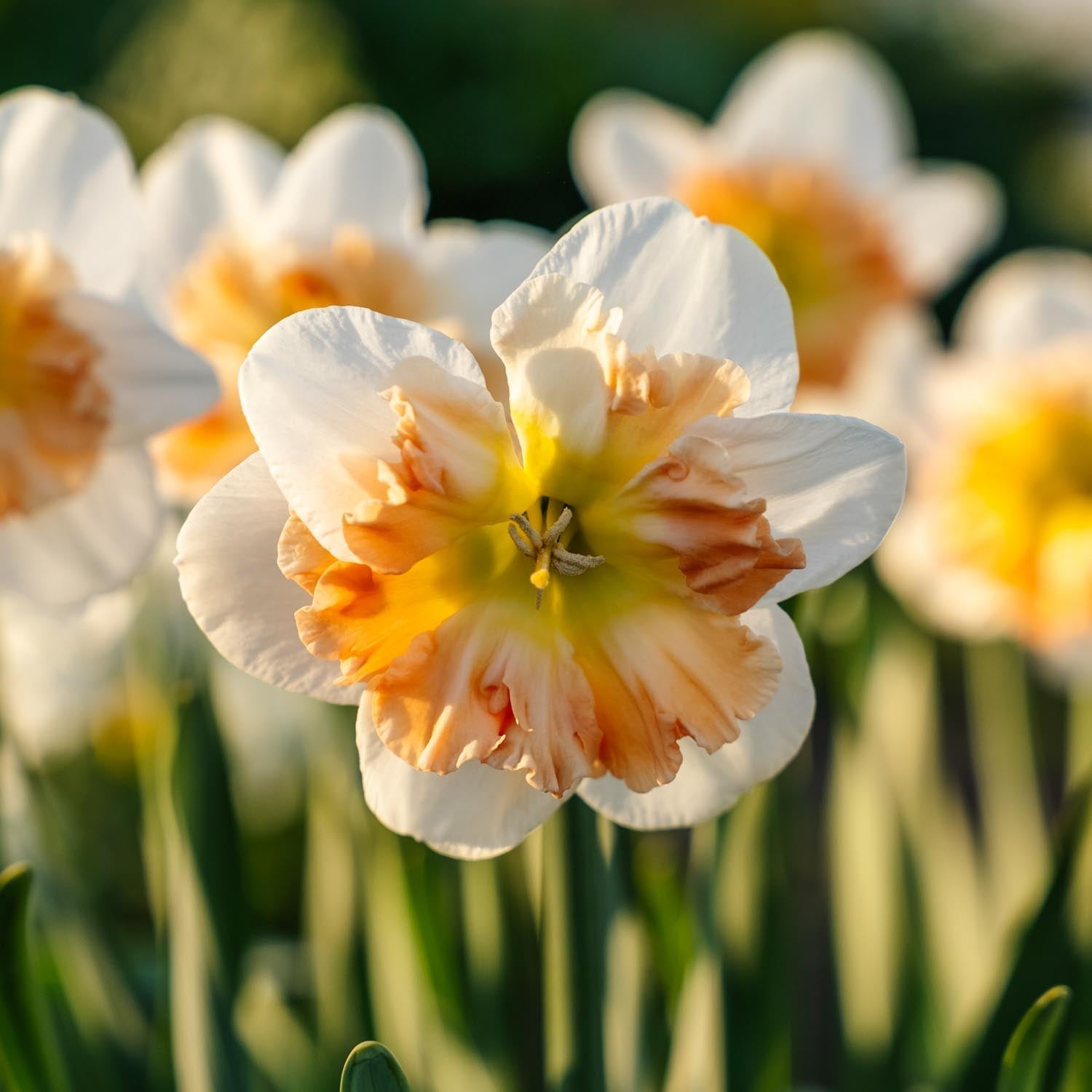 Narzisse, Narcissus 'Apple Pie'