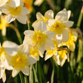 Narzisse, Narcissus 'Bella Estrella'
