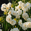 Narzisse, Narcissus 'Bridal Crown'