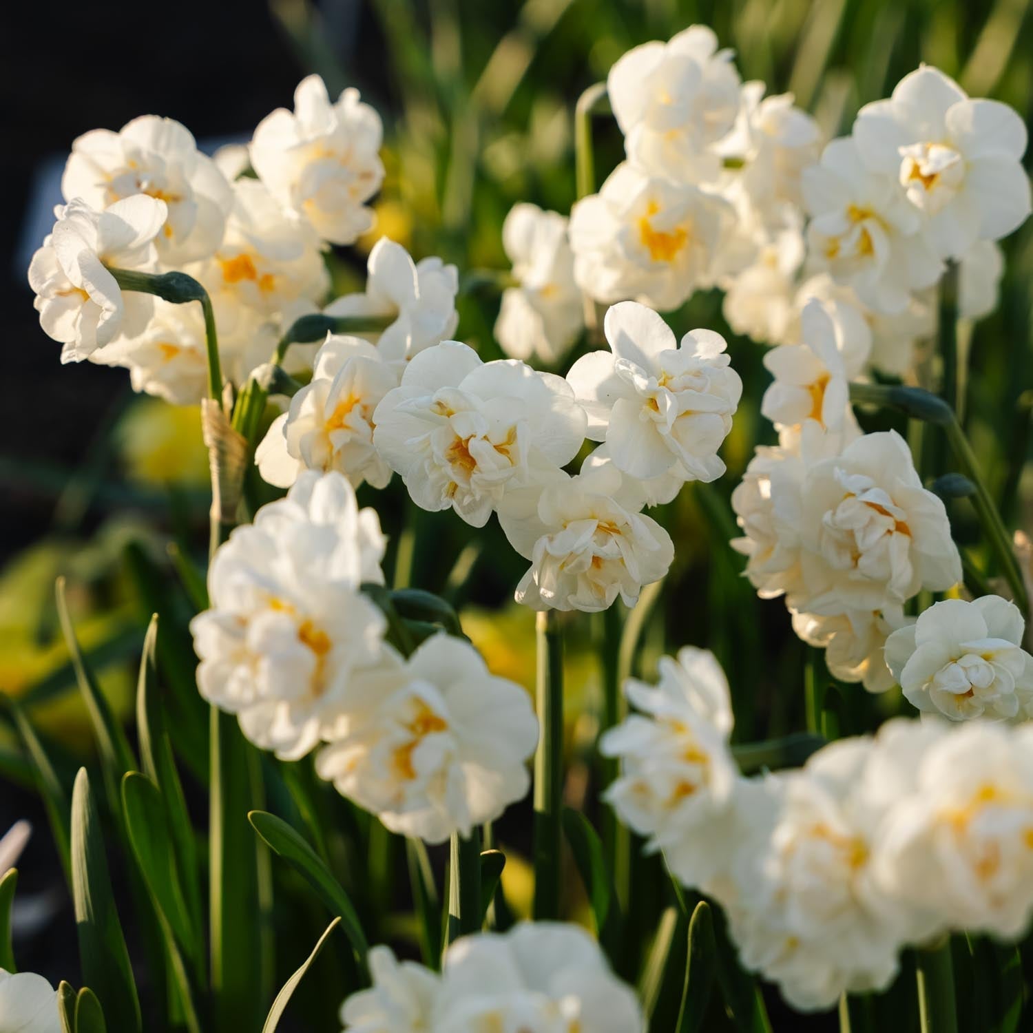 Narzisse, Narcissus 'Bridal Crown'