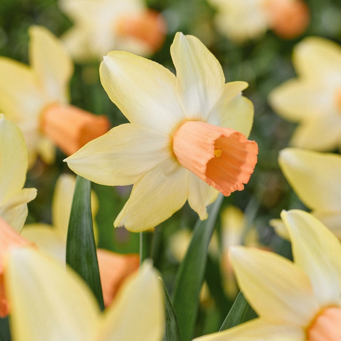 Narzisse, Narcissus 'Carice'