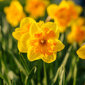 Narzisse, Narcissus 'Congress'