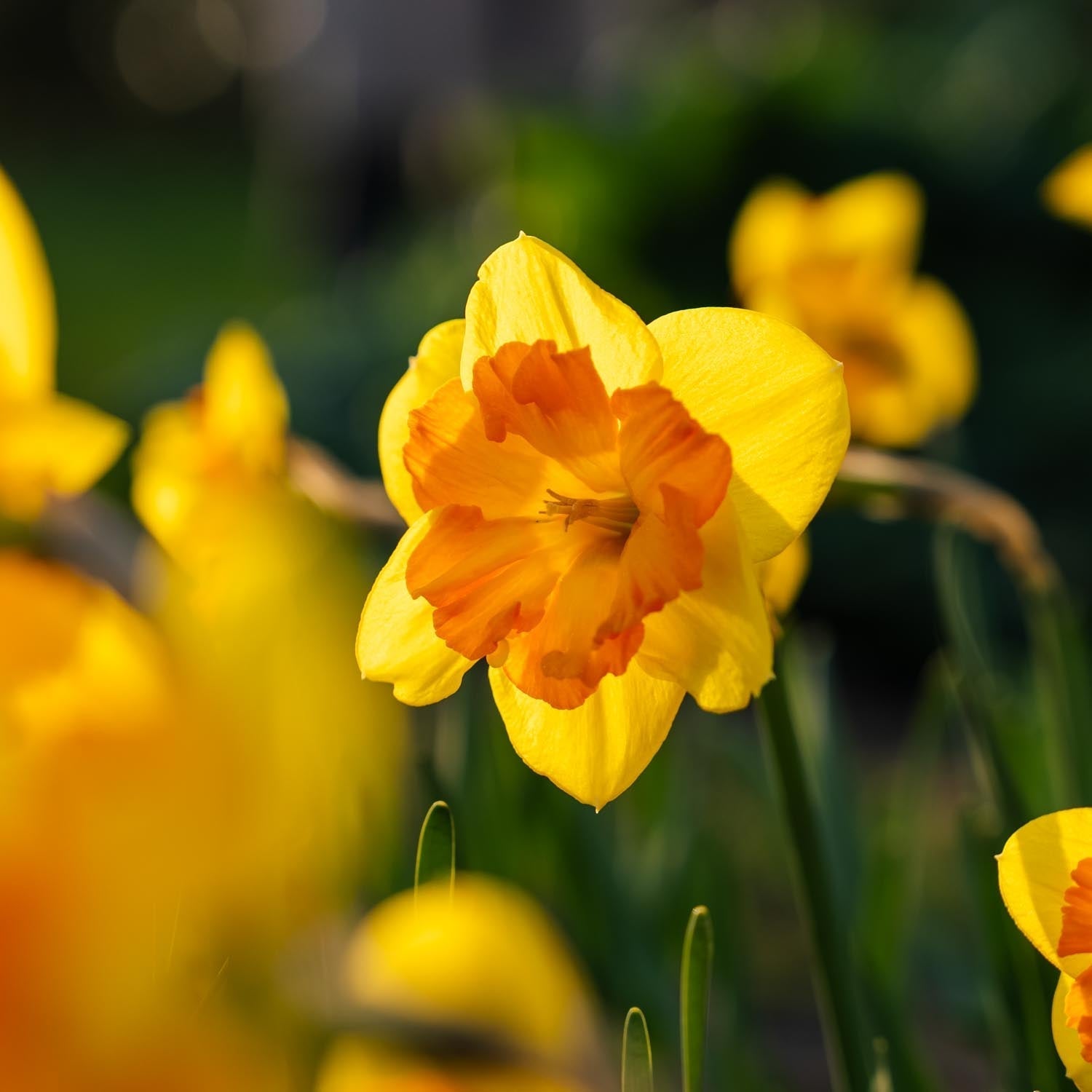 Narzisse, Narcissus 'Congress'