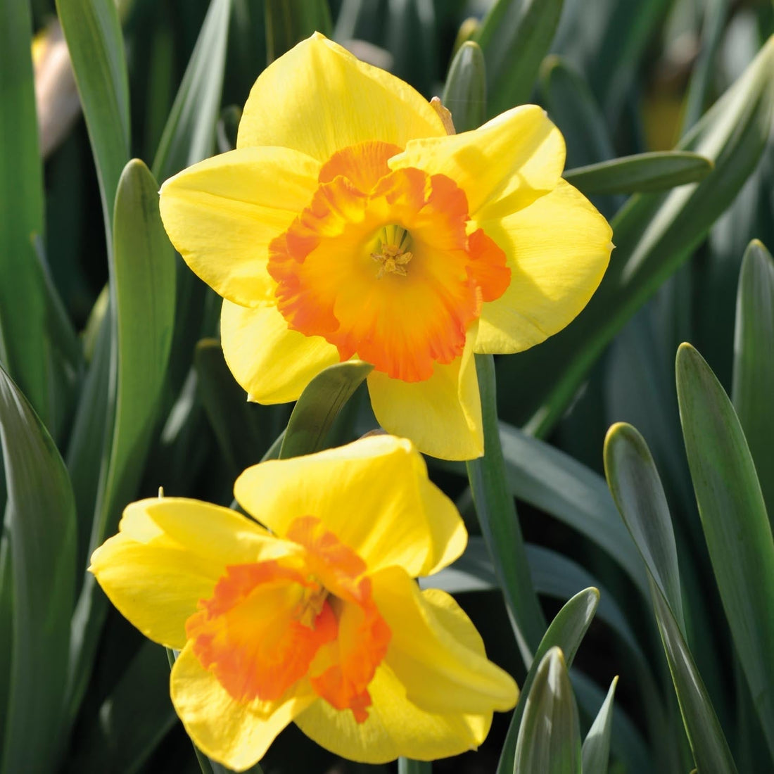 Narzisse, Narcissus 'Delibes'