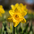 Narzisse, Narcissus 'Dutch Master'