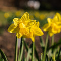 Narzisse, Narcissus 'Dutch Master'