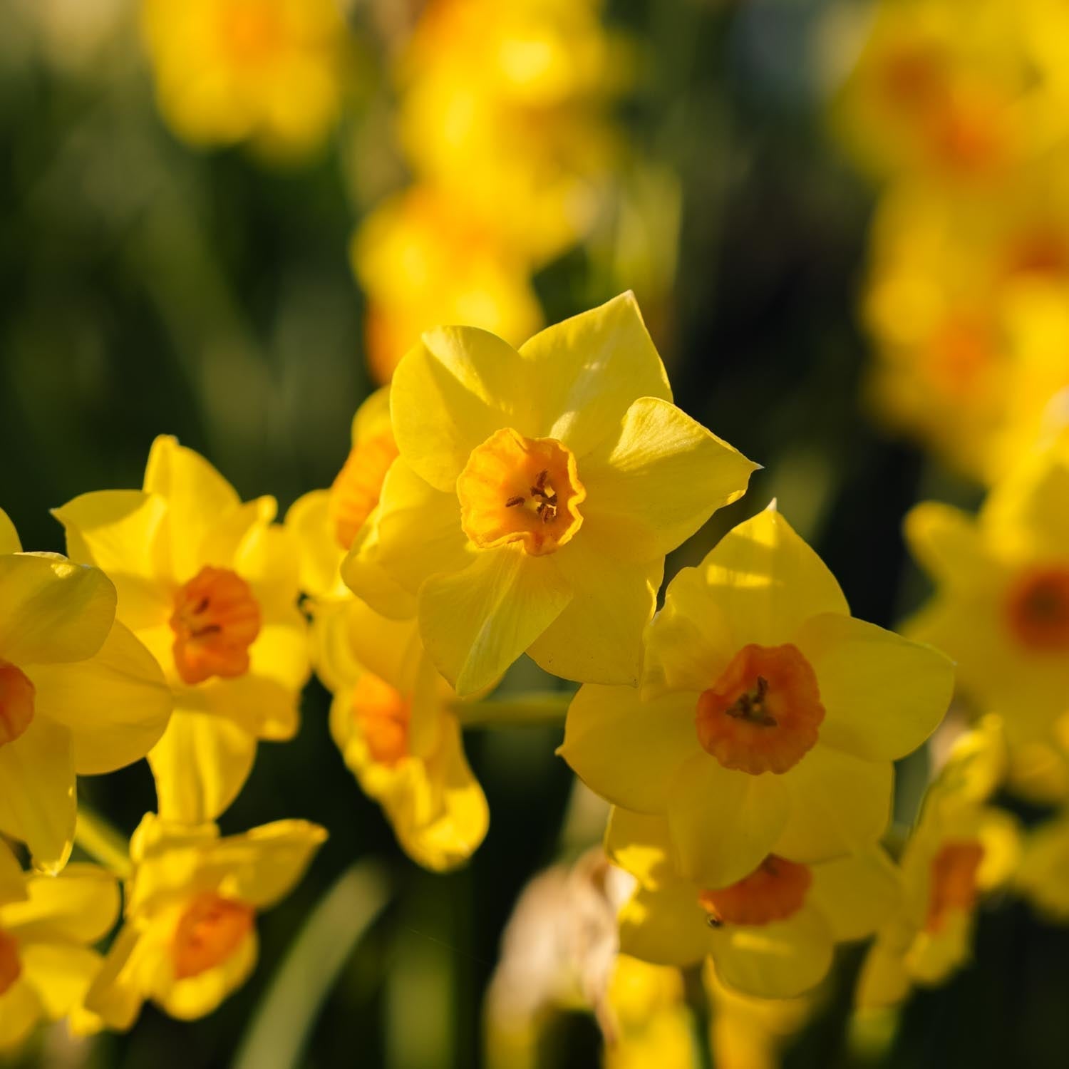Narzisse, Narcissus 'Falconet'