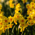 Narzisse, Narcissus 'Falconet'
